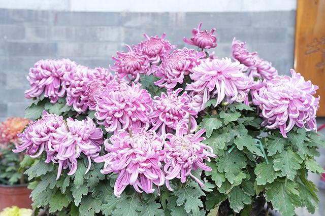 西城广外街道举办“诗意广外 菊韵天宁”文化活动