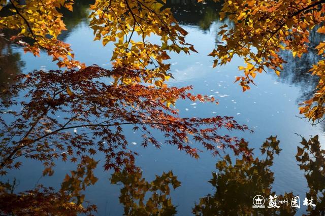 巅峰观赏期已至！中国四大赏枫胜地首次联动直播