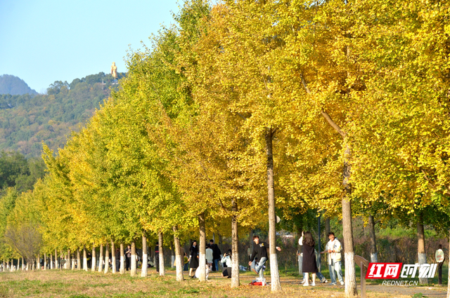 慈利县琵琶花海：银杏黄 游人忙   (组图）