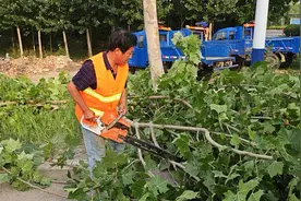 庆云公路分中心：提升公路绿化 构建“畅 安 舒 美 优”路域环境图片