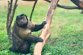 网红“大壮”突然离世！官方公布死因图片