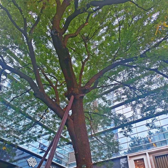 北京古树 家国情怀 国庆古树游线等您来体验