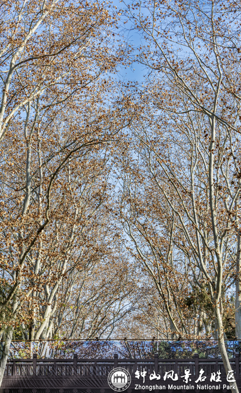 南京梧桐大道限定“皮肤”上线 ， 出片机位再升级