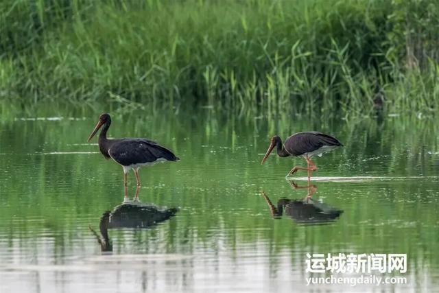 运城九大观鸟胜地邀你共赴冬日童话～