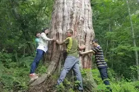 最大最古老的树，约3000年！藏身吉林省这里……图片