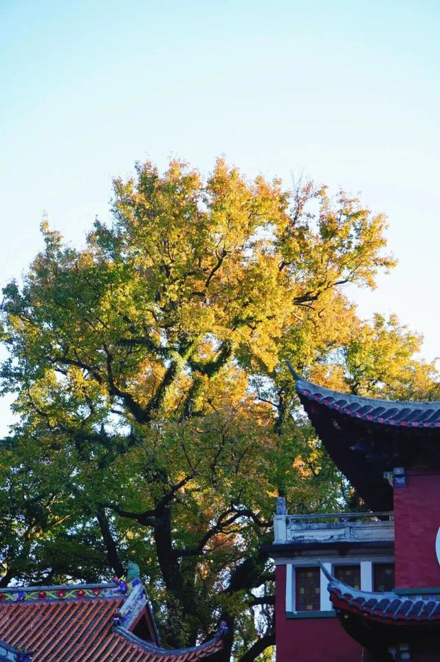 鼓山“枫”景太美啦！详细打卡点位戳→