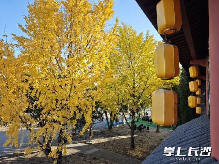 橘子洲银杏林迎来最佳观赏期