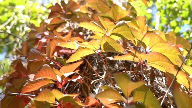米东区哈熊沟景区秋色迷人迎客潮 年内累计接待游客突破43万人次