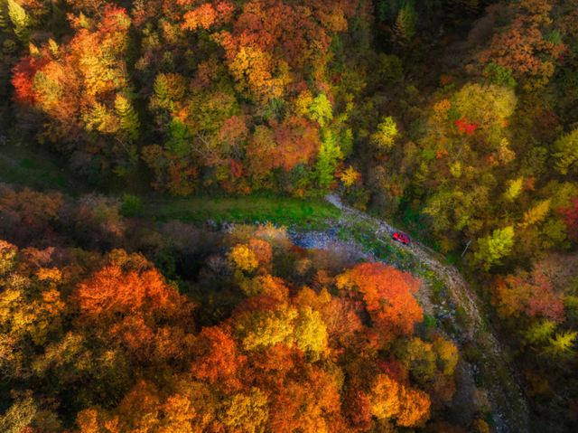 红红红了！红叶最佳观赏期已至！游玩安全记心中→