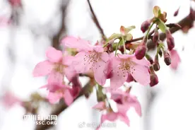 成都植物园樱梅共绽 一起邂逅浪漫春光图片