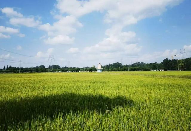 天府新区「村咖指南」