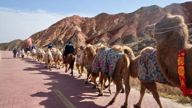 二十余人、33峰骆驼从新疆重走丝路2700公里到洛阳！河南网友“菜谱投喂”暖哭驼队