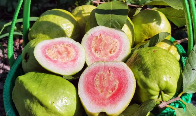 南宁就是冬日旅游天花板！摘果+跑马+演唱会+美景打卡，带你玩转“水果自由”之旅