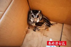 “萌”禽出没！警民携手救助“落难”猫头鹰图片