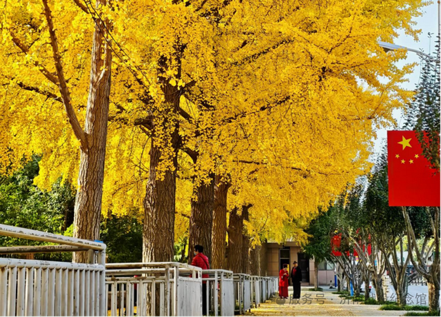 在英雄山，一叶知秋，邀您共赏