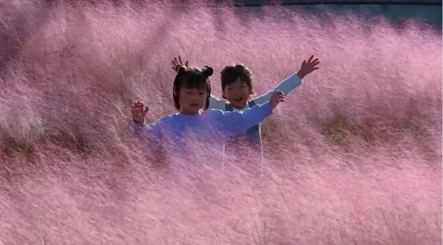 南海新区：粉色花海编织限定浪漫