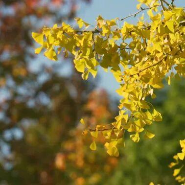 别再等！宝山这里已把秋日色阶拉满