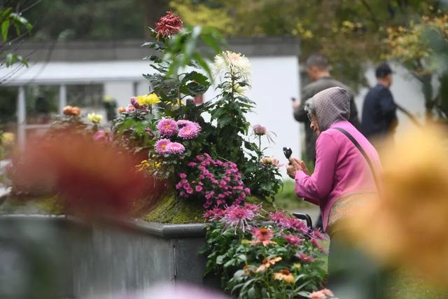 中山秋韵，菊映盛世！南京中山植物园2025金秋菊展清雅启幕
