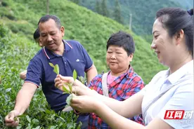 老兵创业纪丨脱下军装穿上茶服 90后退役女兵的别样转身图片