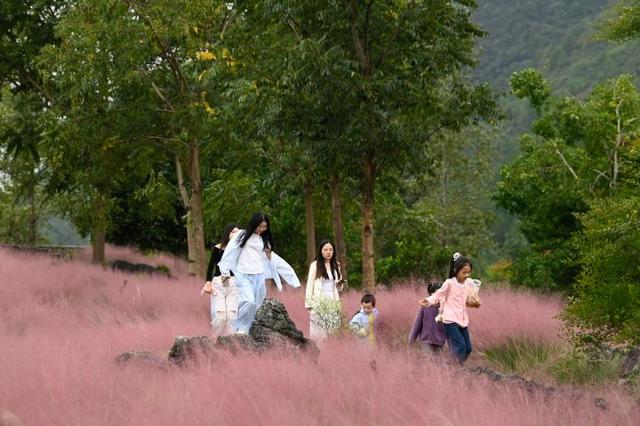重庆酉阳：粉黛花海醉游人