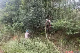 永泰供电：开展树障清理 筑牢山火防线图片