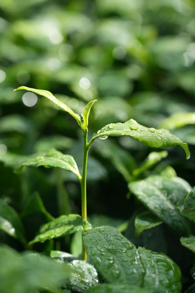 全球榜！中国榜！2026年，必打卡—日照！