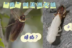 联播观察｜“小强”？重新认识一下 “我”叫美洲大蠊图片
