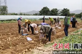 海东市乐都区：从“温饱薯”转变为“小康薯”图片