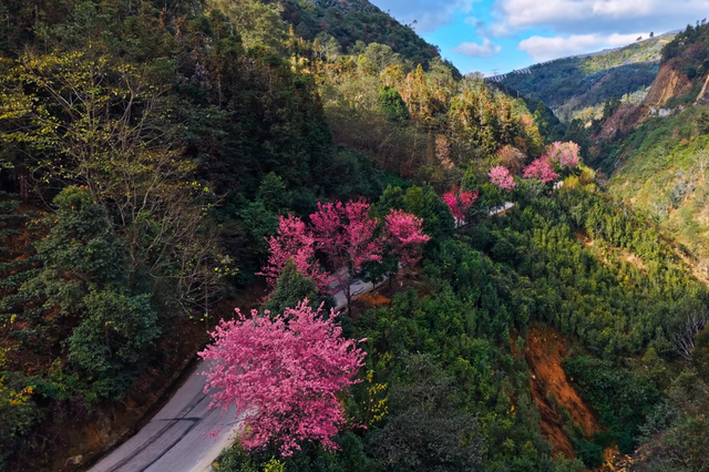粉樱缀溪谷！临翔赏樱正当时