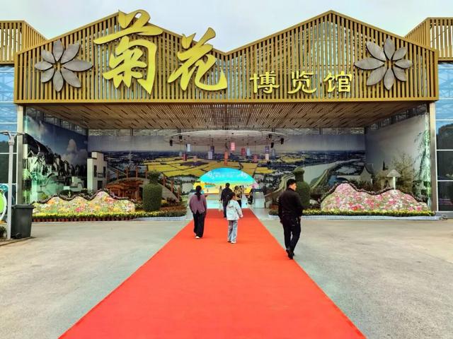 顶流上线，快来湖熟赏菊
