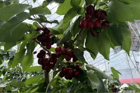 2025年“山东农技杯”樱桃大赛暨潍坊临朐大樱桃基地直采行活动将于4月25日—27日举办图片