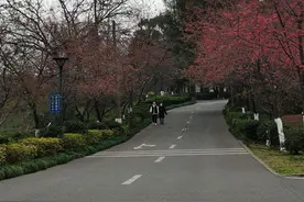 湖南省植物园早樱提前绽放！3个月赏樱期开启春日浪漫图片