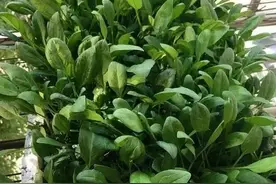 秋播清单：阳台种菜小指南图片