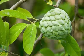 5种在南方热门的水果，北方人基本没见过，更别说尝了！图片