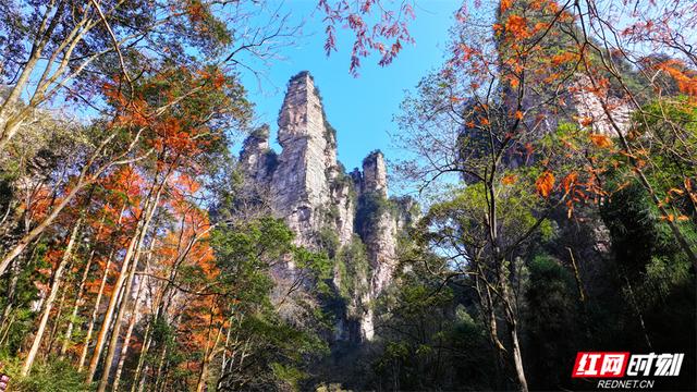 冬日暖阳映峰林 张家界国家森林公园冬游火热