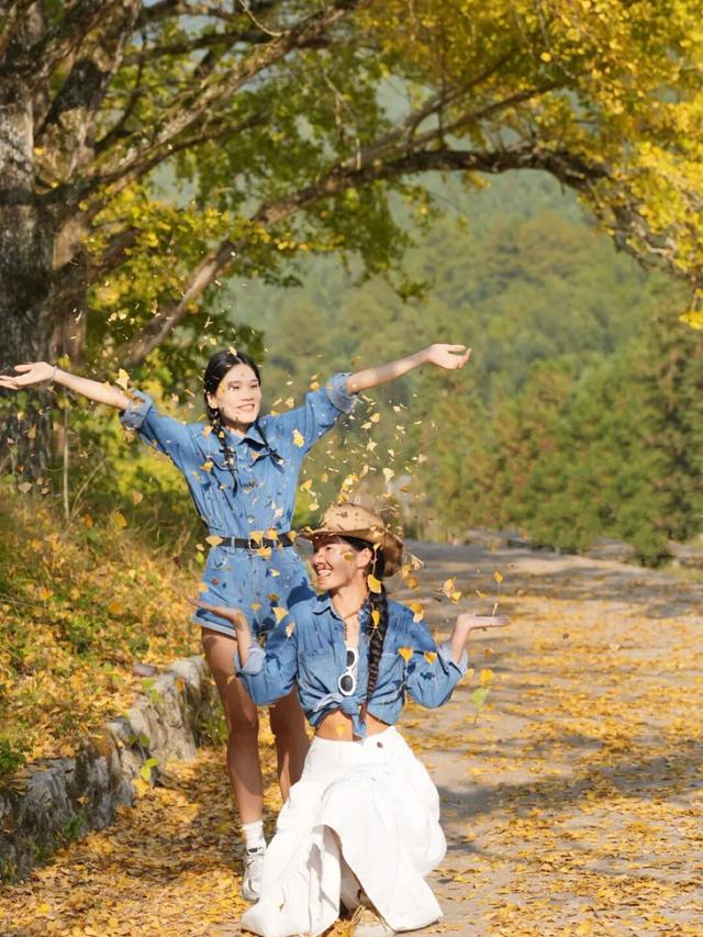 赏杏预告｜限时鎏金，打卡银杏的高光时刻