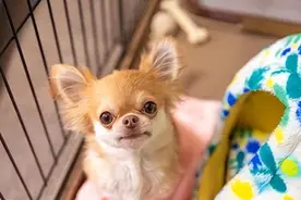 狗狗“发疯”时的六大行为揭秘，背后原因让人哭笑不得图片