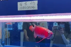 杭州临平男子烧钱爱好，一条鱼价值300万！有人因此一夜暴富图片