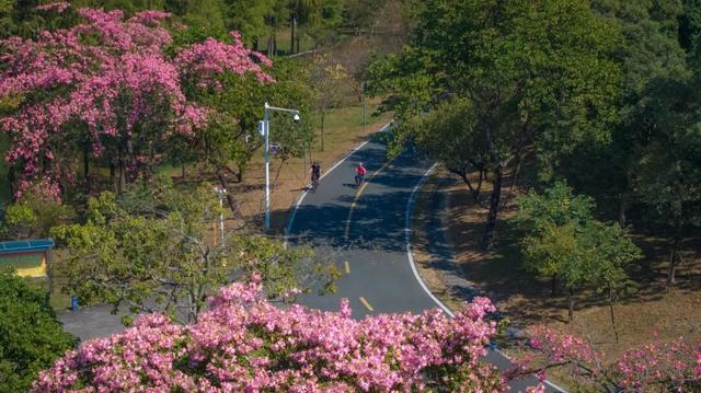 天气正好、花正开，去看粉色的东莞！