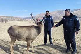 高原马鹿下山觅食误入苹果园，警方“劝”其归山，系国家二级保护动物图片