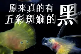 原来真的有五彩斑斓的黑！揭秘深夜深海里的色彩密码图片