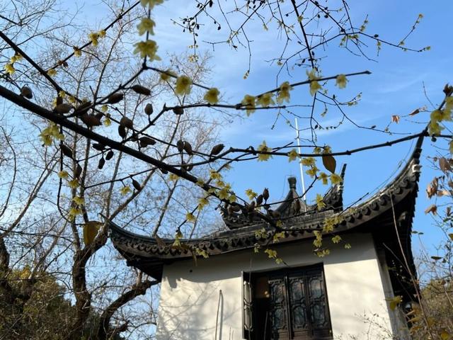 嘉兴新年第一波蜡梅绽放！
