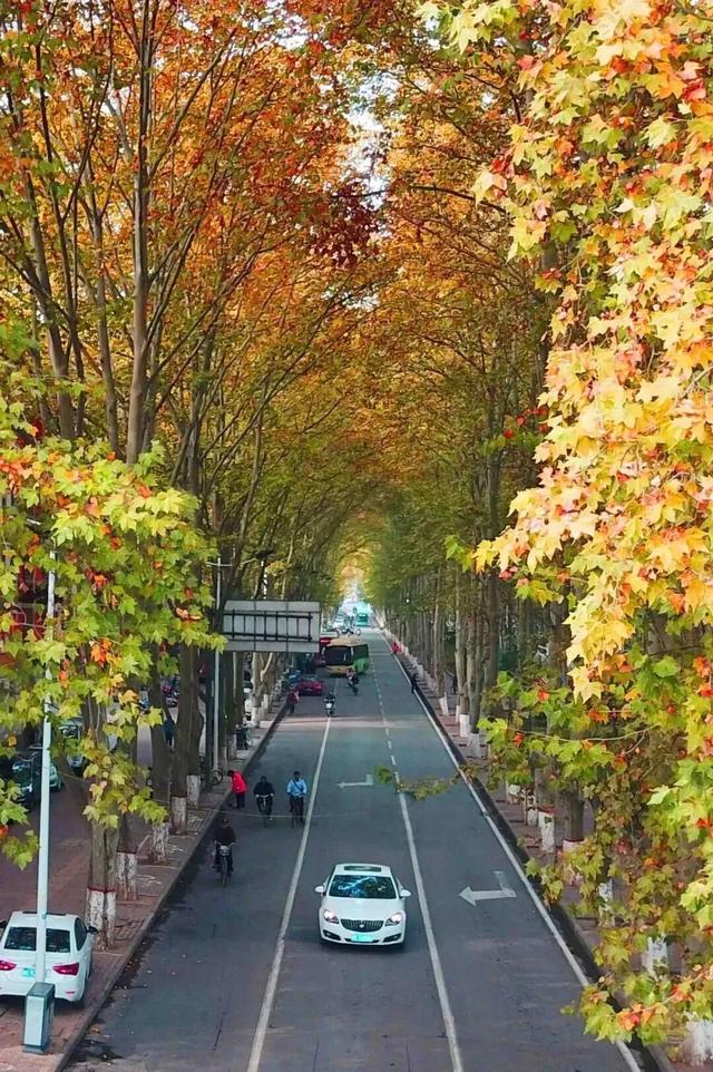 还有谁不知道，逛洛阳真的不用花钱