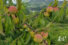 “桃气满满”，清新浸潭渔汕鹰嘴桃结出“致富果实”图片