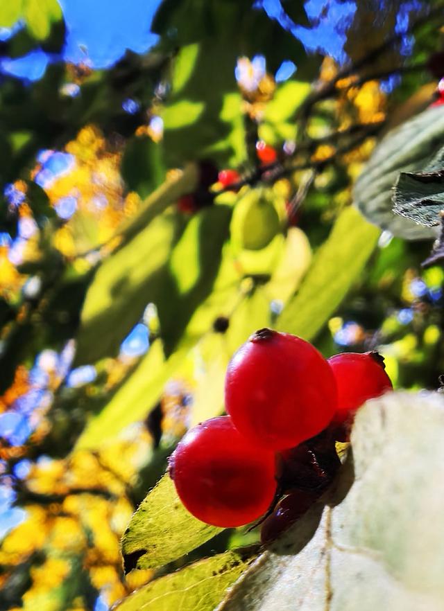 万里无云，阳光正好！周末到公园欣赏北京的秋