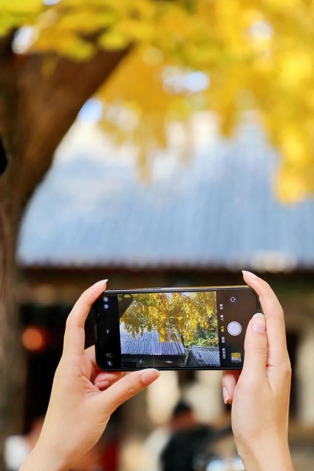 央视报道!就是现在!最佳赏叶期!还有玩法大升级……