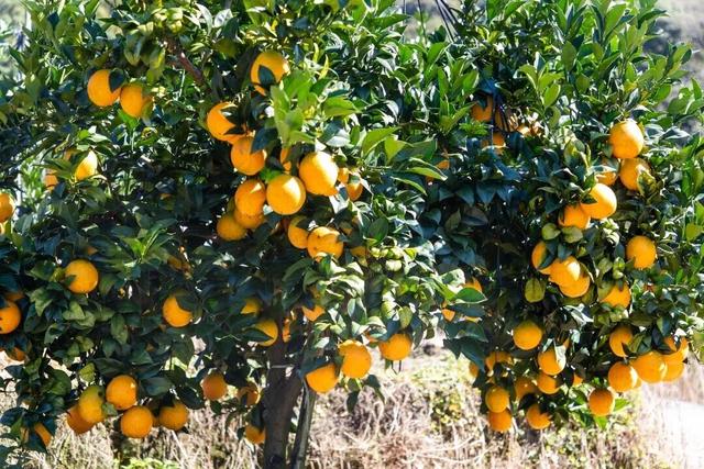 躲进闽西的初冬！来龙岩一键打包古城烟火+爆汁脐橙