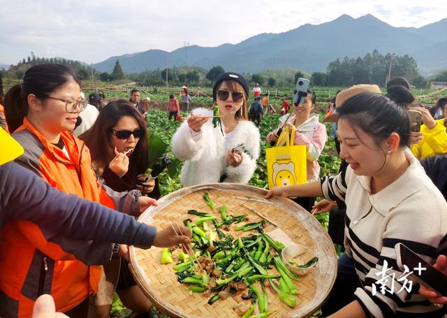 老外点赞“very good”！连州菜心旅游季，两天吸引万人打卡