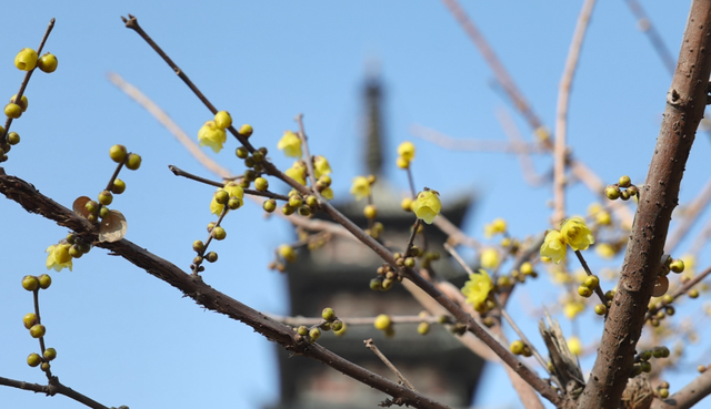 蜡梅香中“充电”疗愈！方塔园邀你共赴冬日花事