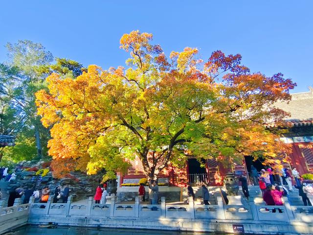 今日北京晴朗微风，有空走走，赏秋正当时